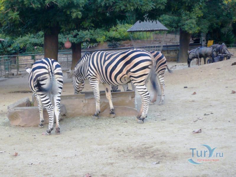 Барселонский зоопарк