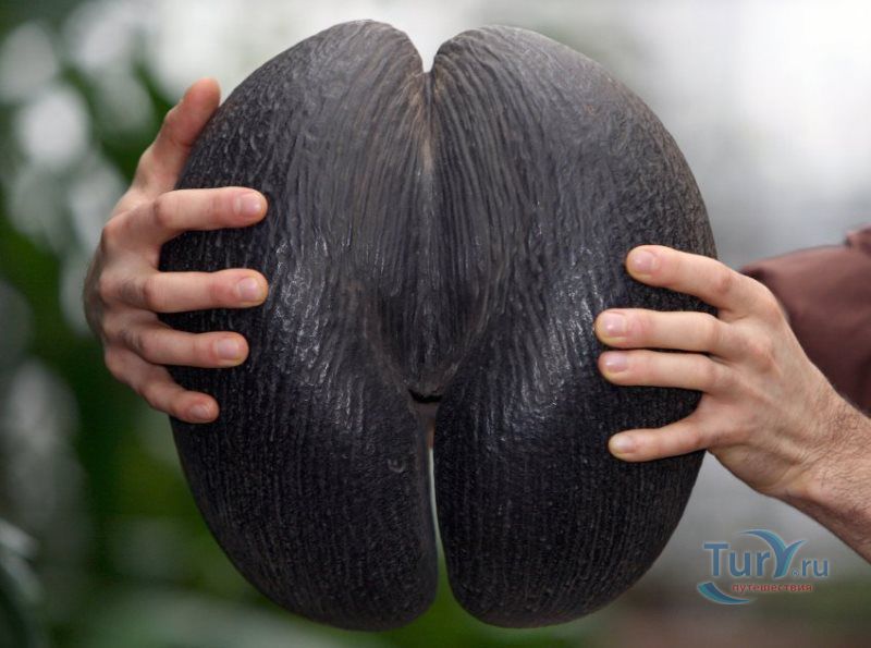  Коко де Мар