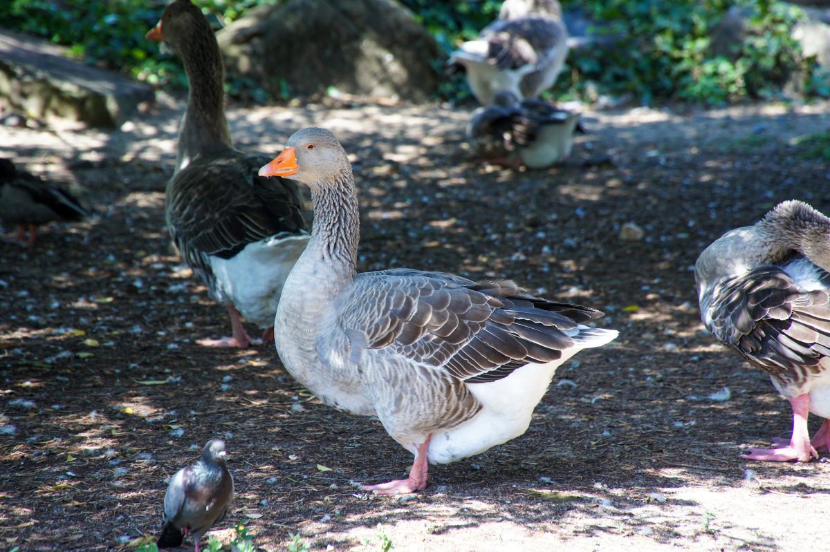 Парк Эдварда VII и Эстуфа Фриа 