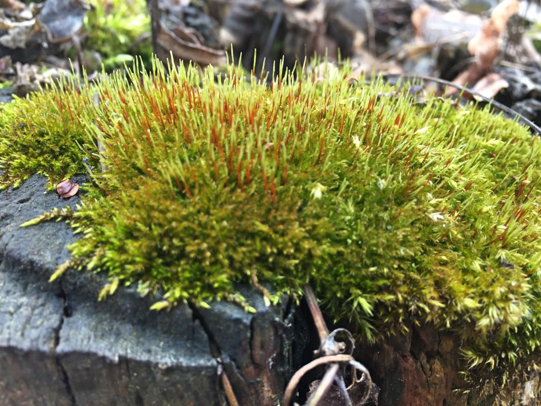 Тетеревский лес