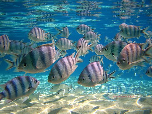 Шарк Рей Алей (Shark-Ray Alley)