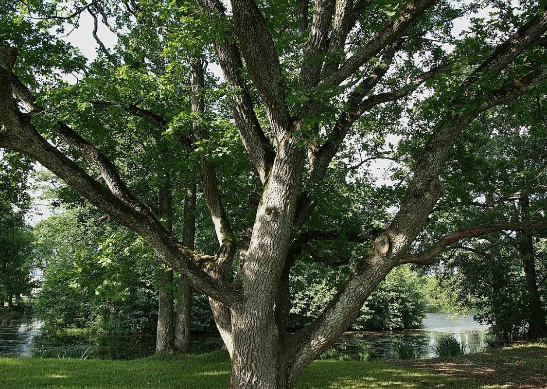 Усадебный парк Ууэмыйза