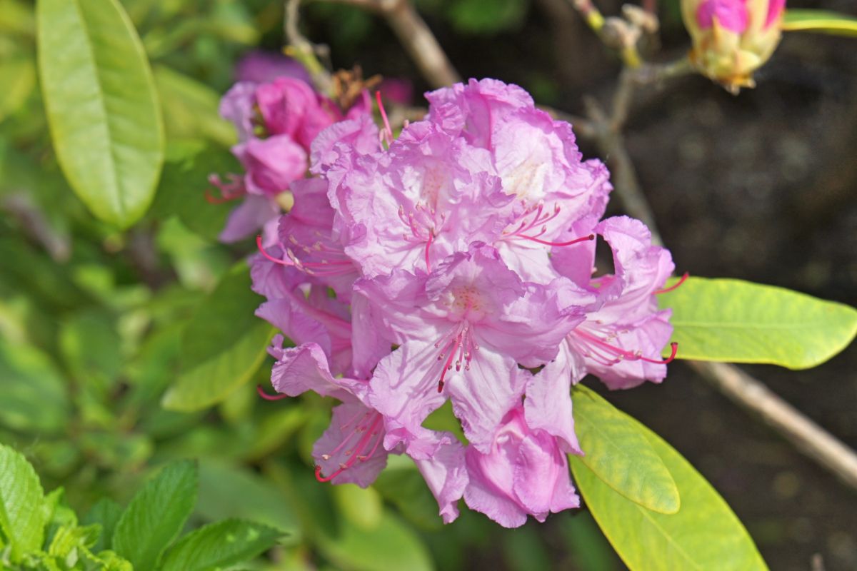 Бернардинский сад (Сад Bernardinų)