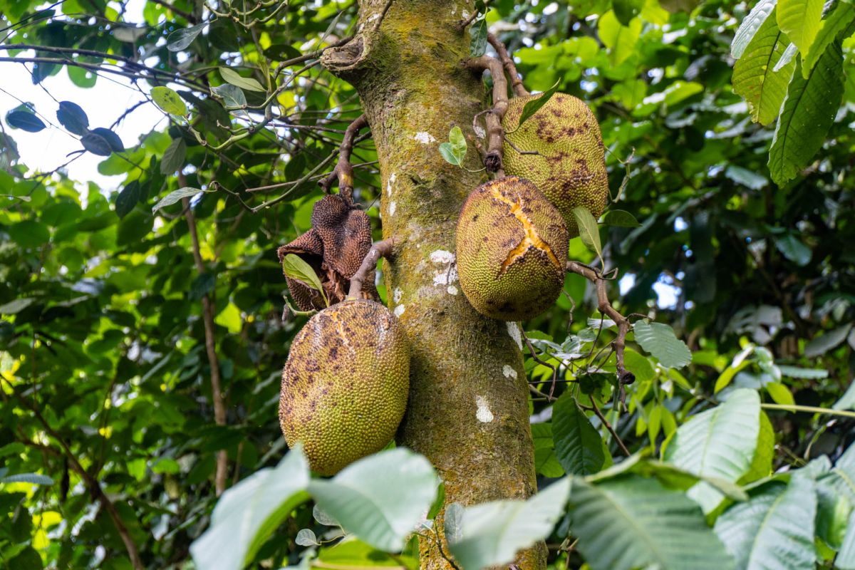 Салази Трейл