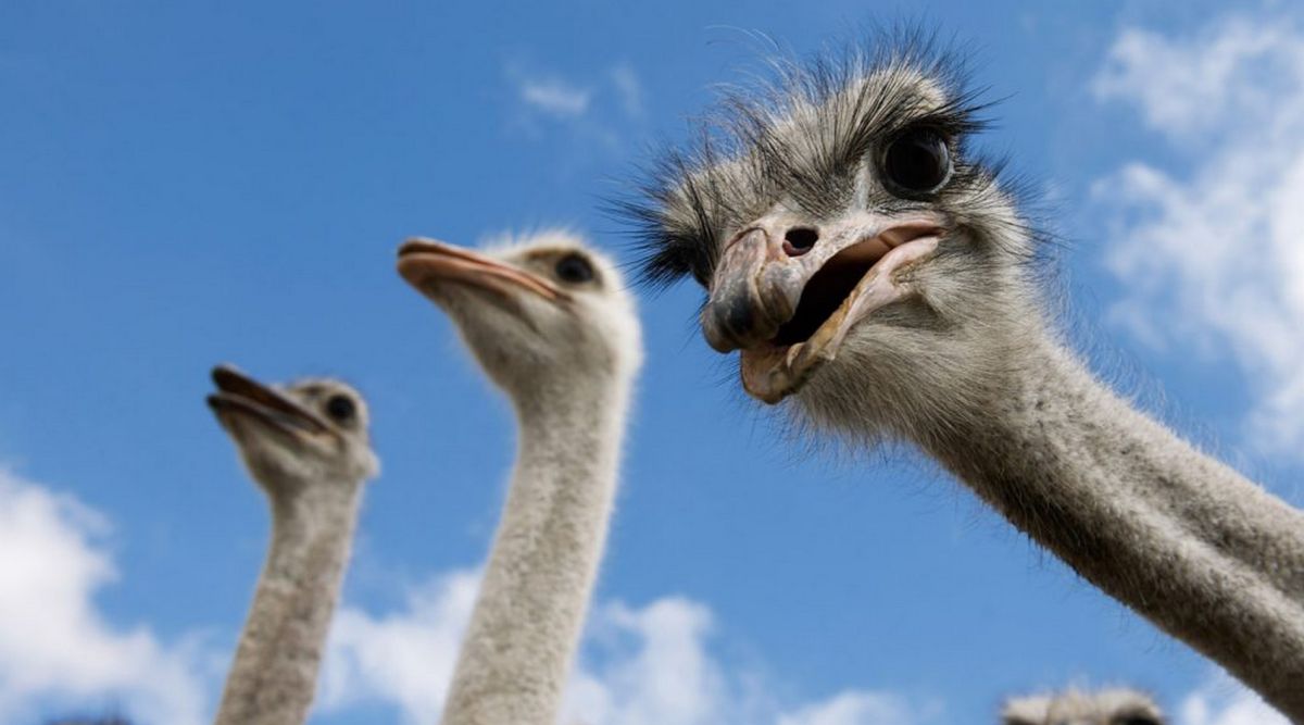 Экзотическая страусиная ферма