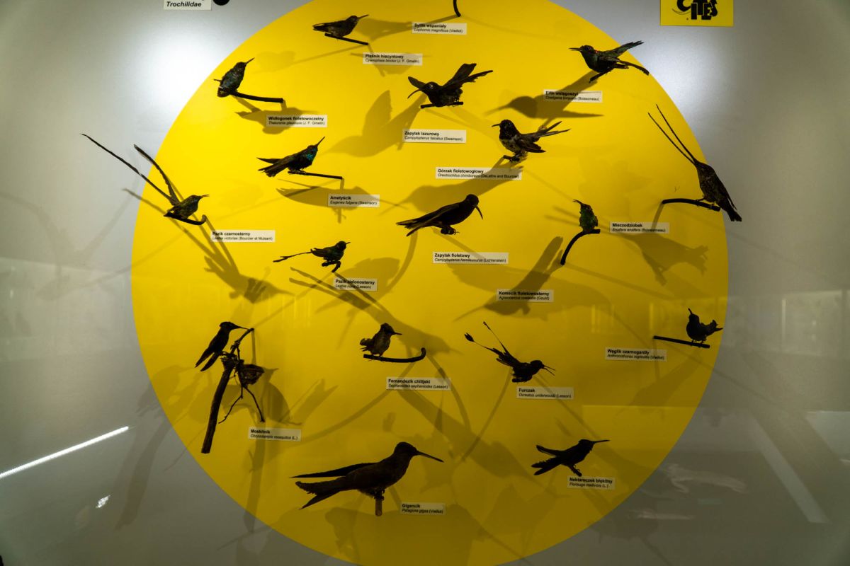 Музей естественной истории Вроцлавского университета