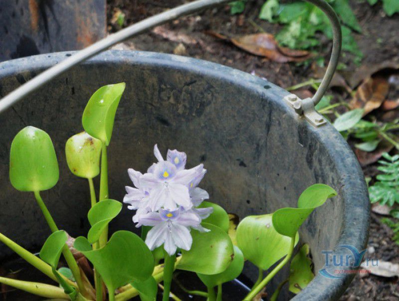 Сад Бабочек Мартиника