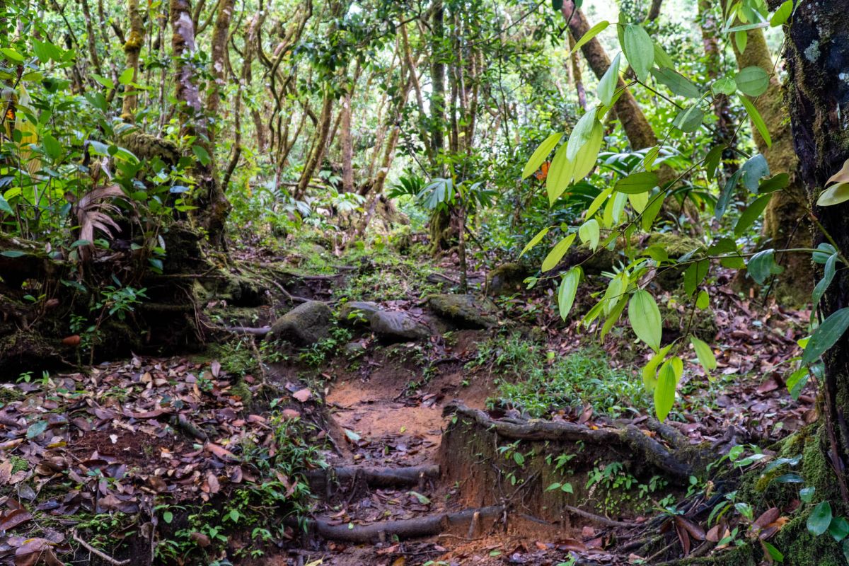 Национальный парк Морн Сейшелуа