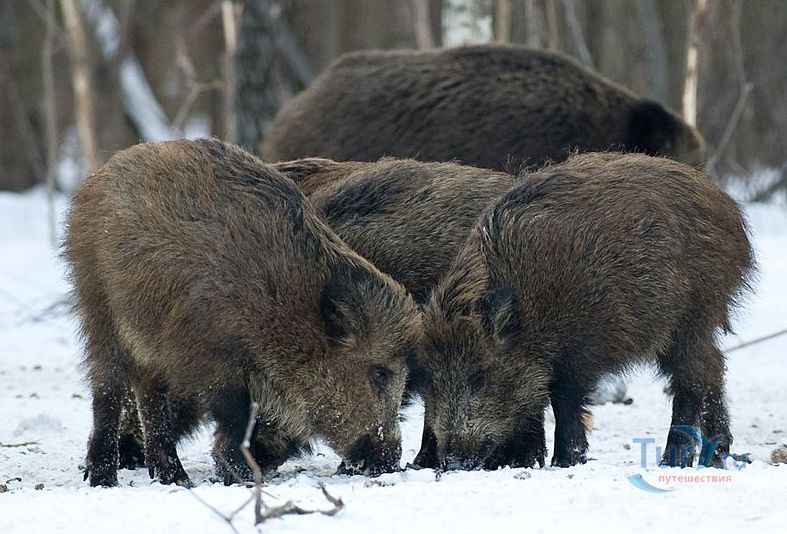 Заповедник Калужские засеки