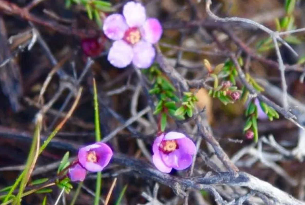 Заповедник Парндана