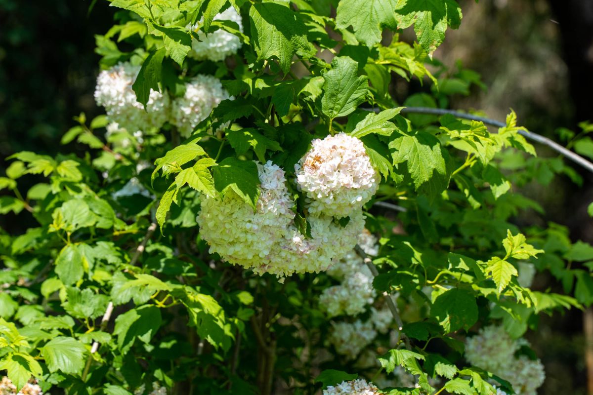 Батумский ботанический сад