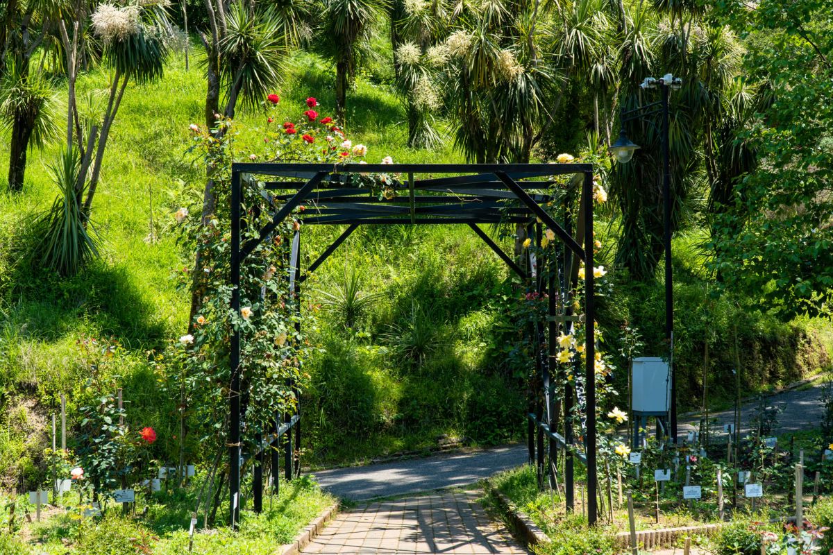 Батумский ботанический сад