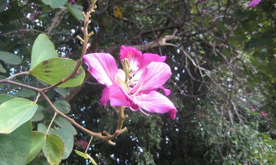 Королевский Ботанический Сад