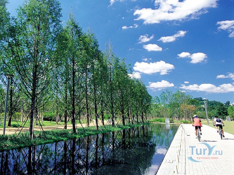 Сеульский лес