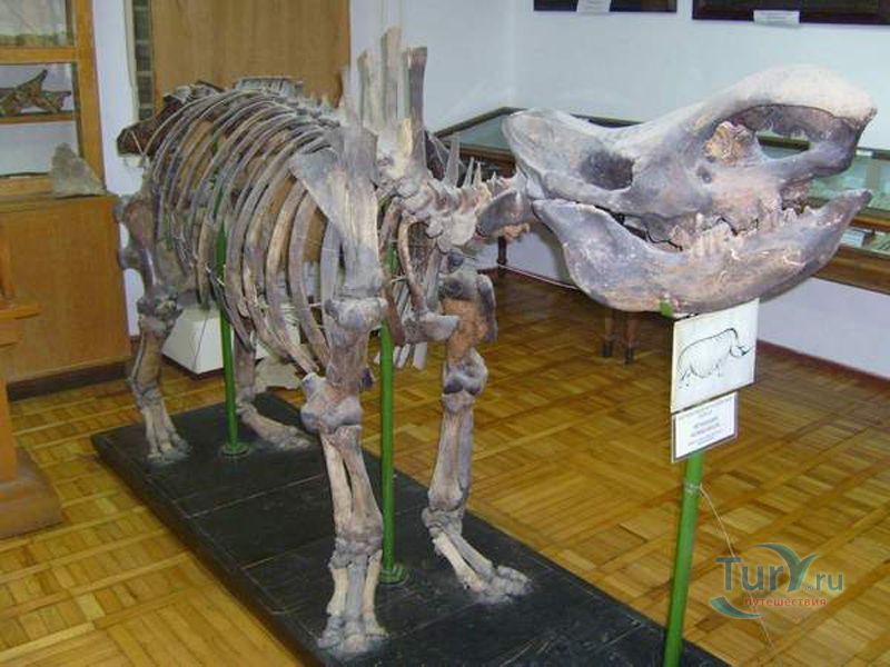 Музей Естественной Истории Имени Хасан бей Зардаби