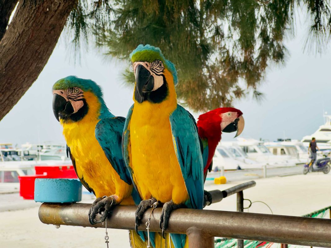 Пэррот Спот