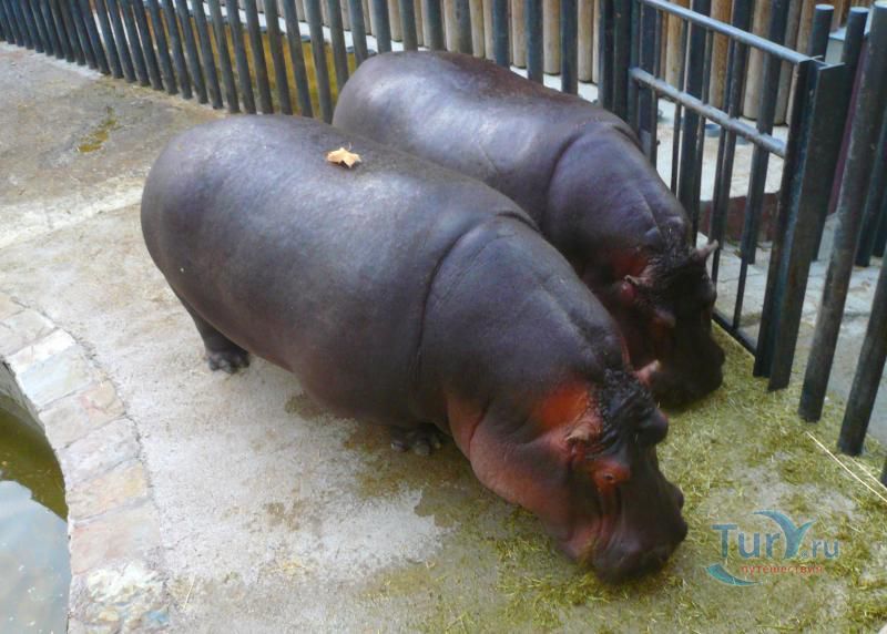 Барселонский зоопарк