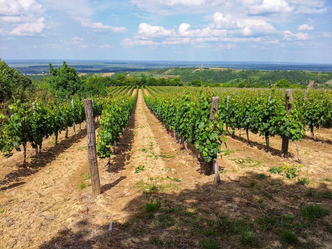 Винодельня «Мрджанин»