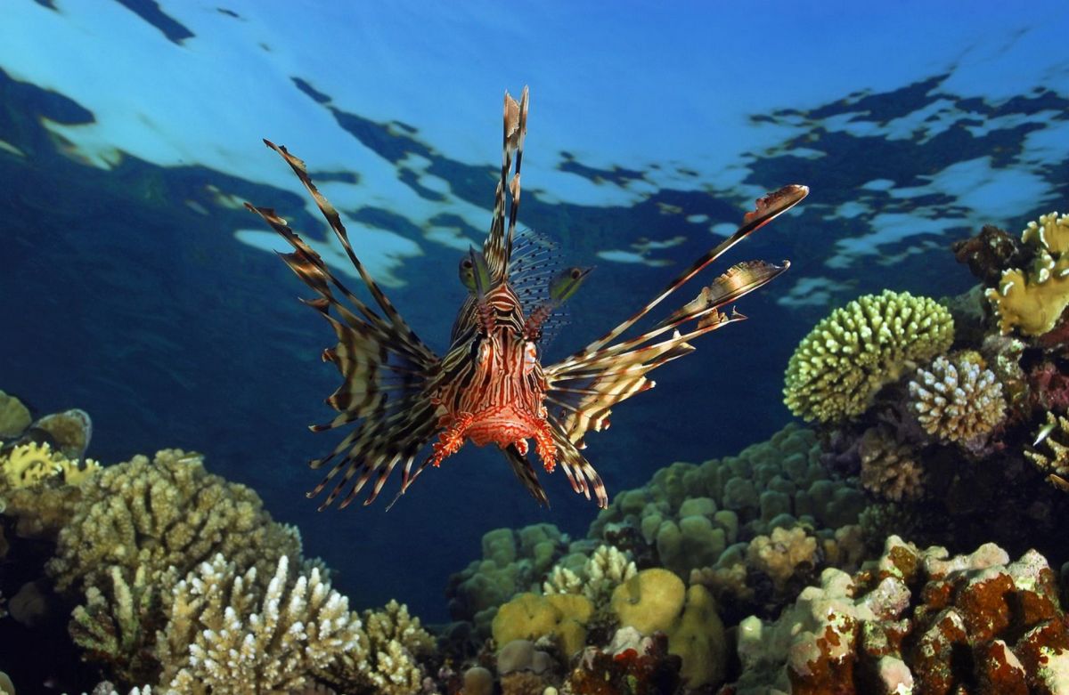 Габр Эль Бинт