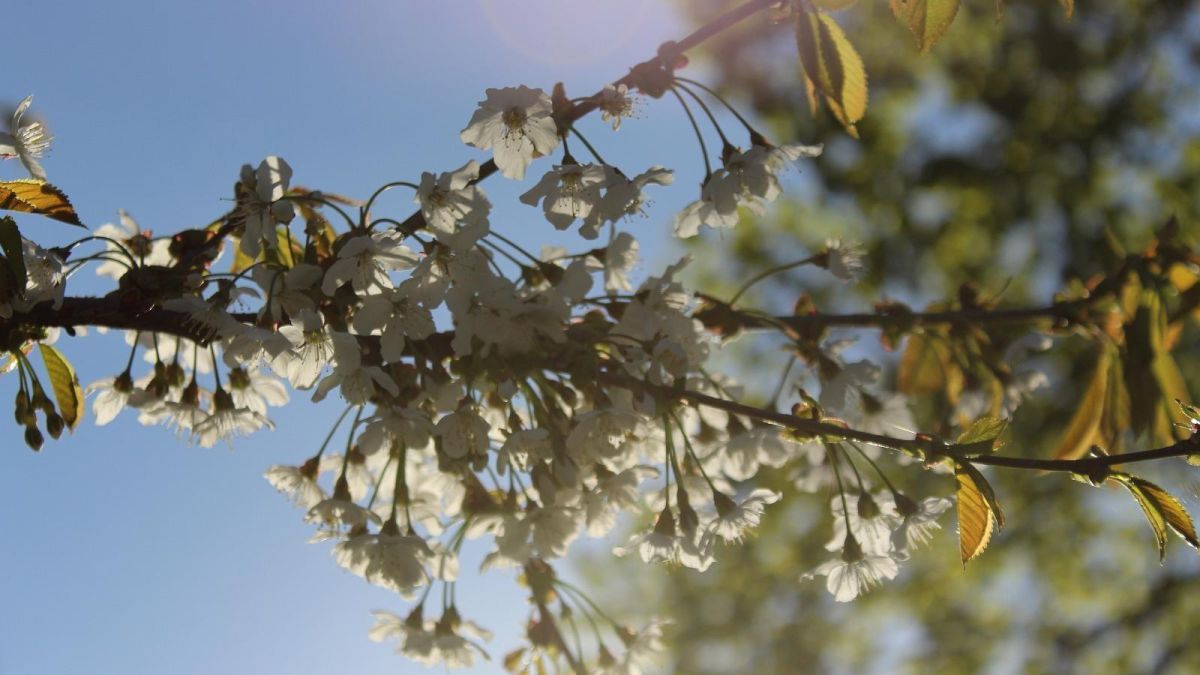 Винный хутор Яристе