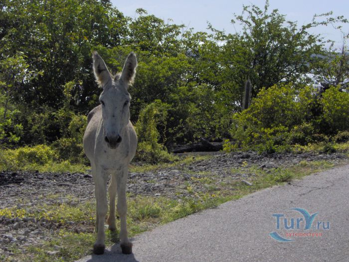 Ослиный Заповедник