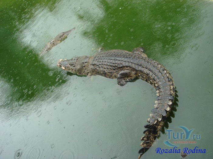 Крокодиловая ферма Лангкави