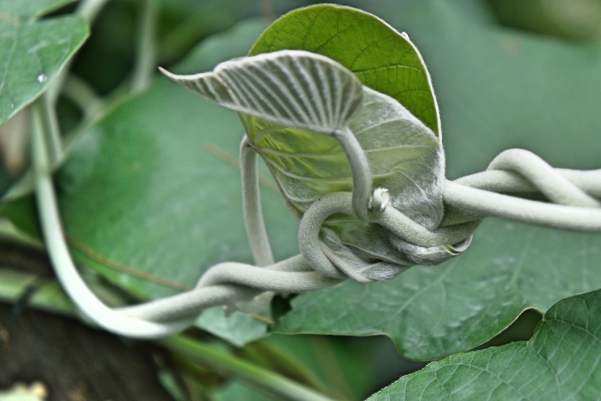 Сингапурский ботанический сад