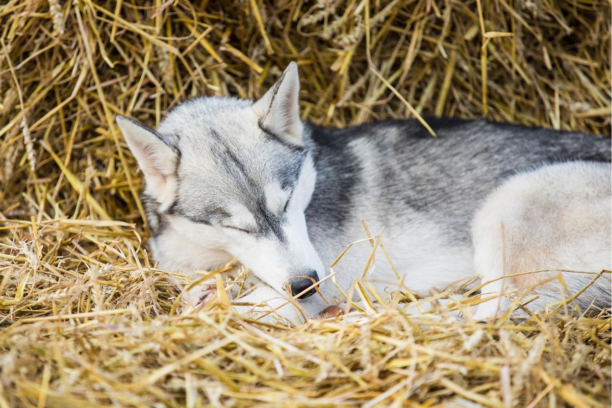 Семейный хутор ездовых собак «Хаски-парк»