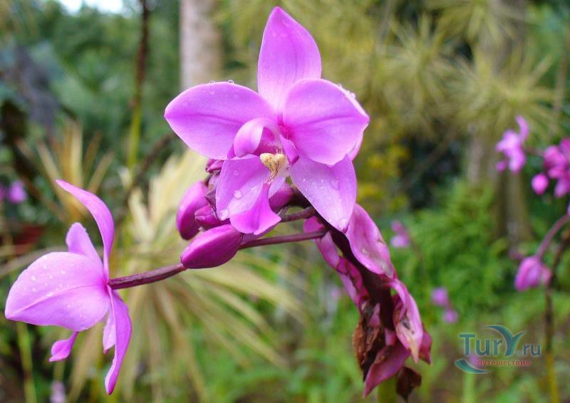 Ботанический сад Балата