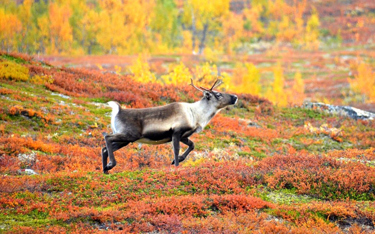 Национальный парк Абиско