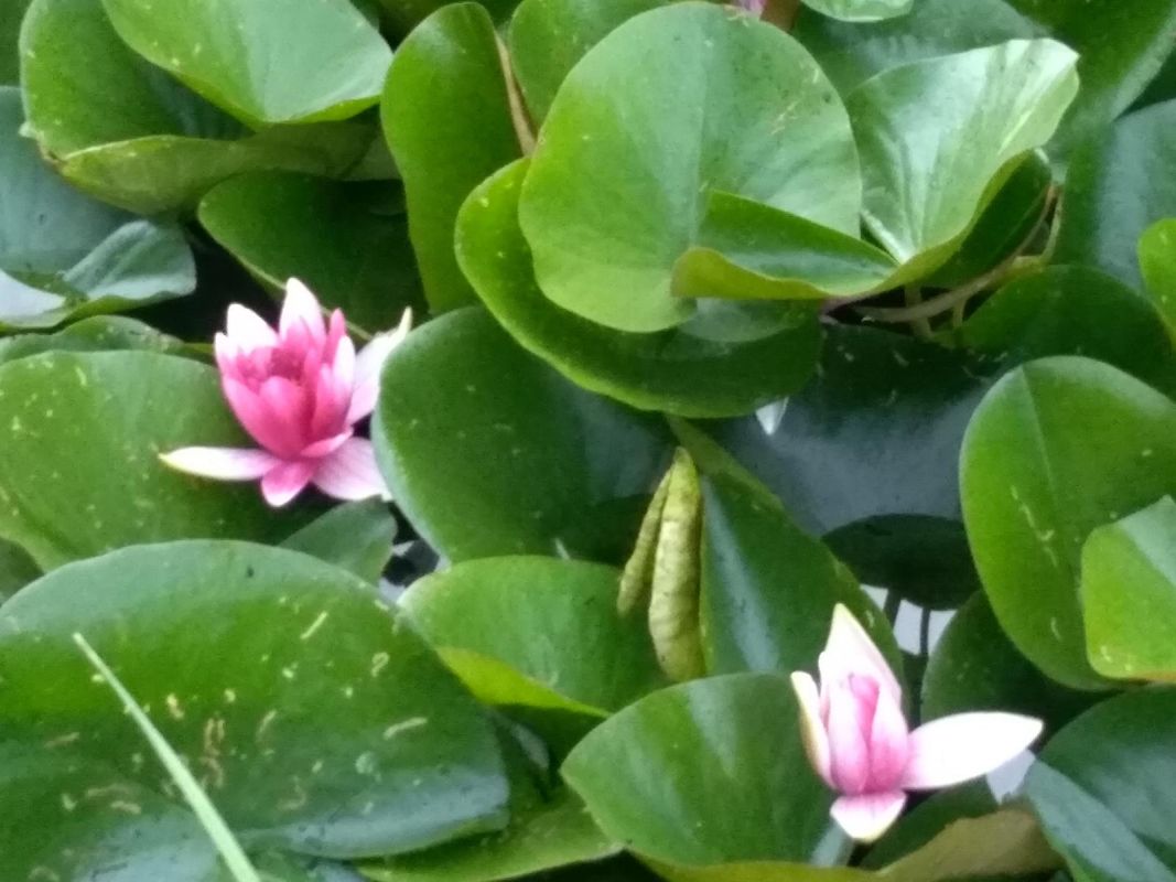 Сад на хуторе Микко