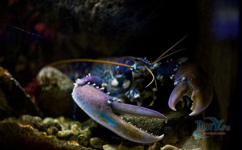 Морской дом