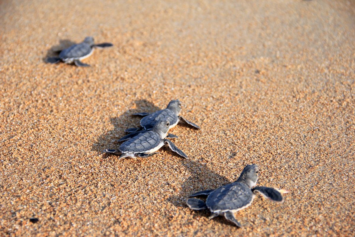 Остров Пойлао