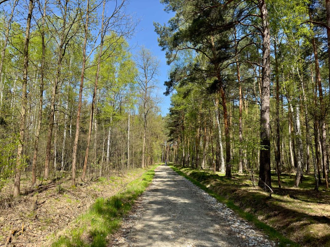 Мокшаньский лес