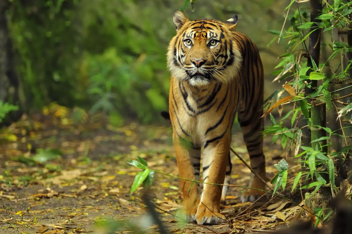 Зоопарк Таронга 