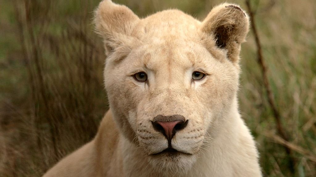 Зоопарк Блованда