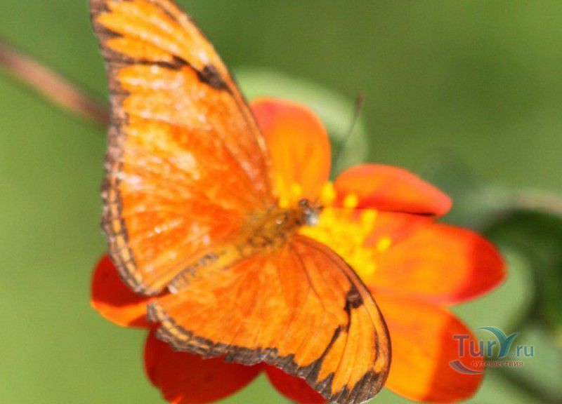 Сад Бабочек Мартиника