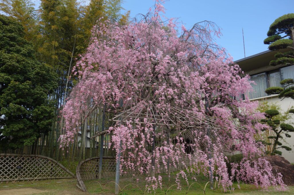 Художественный музей сада Шокадо