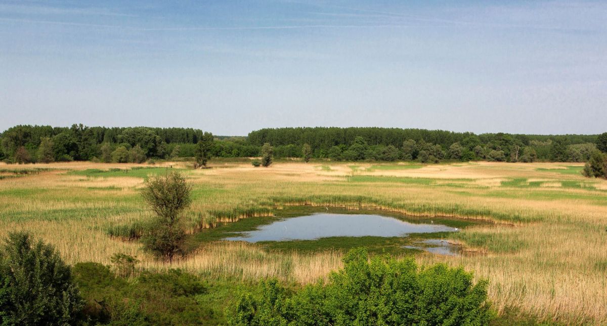 Ковильско-петроварадинское болото