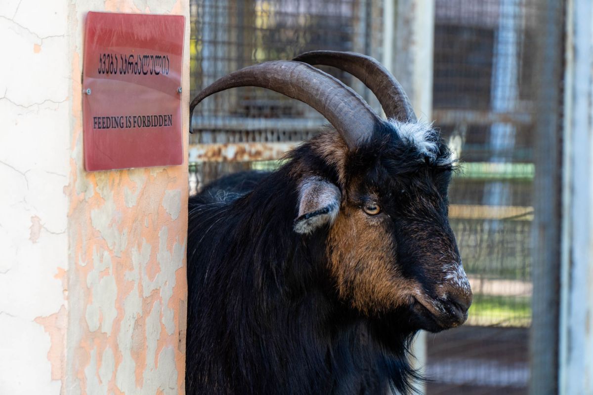 Зоопарк в Батуми