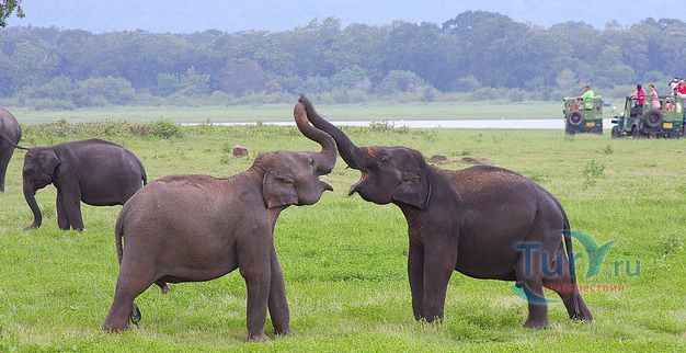 Национальный парк Миннерия
