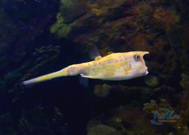 Аквариум Барселоны