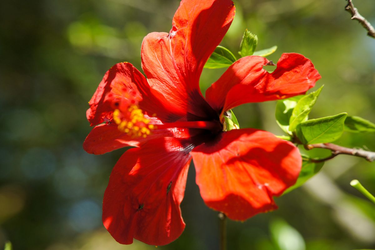 Ботанический сад Лиссабона