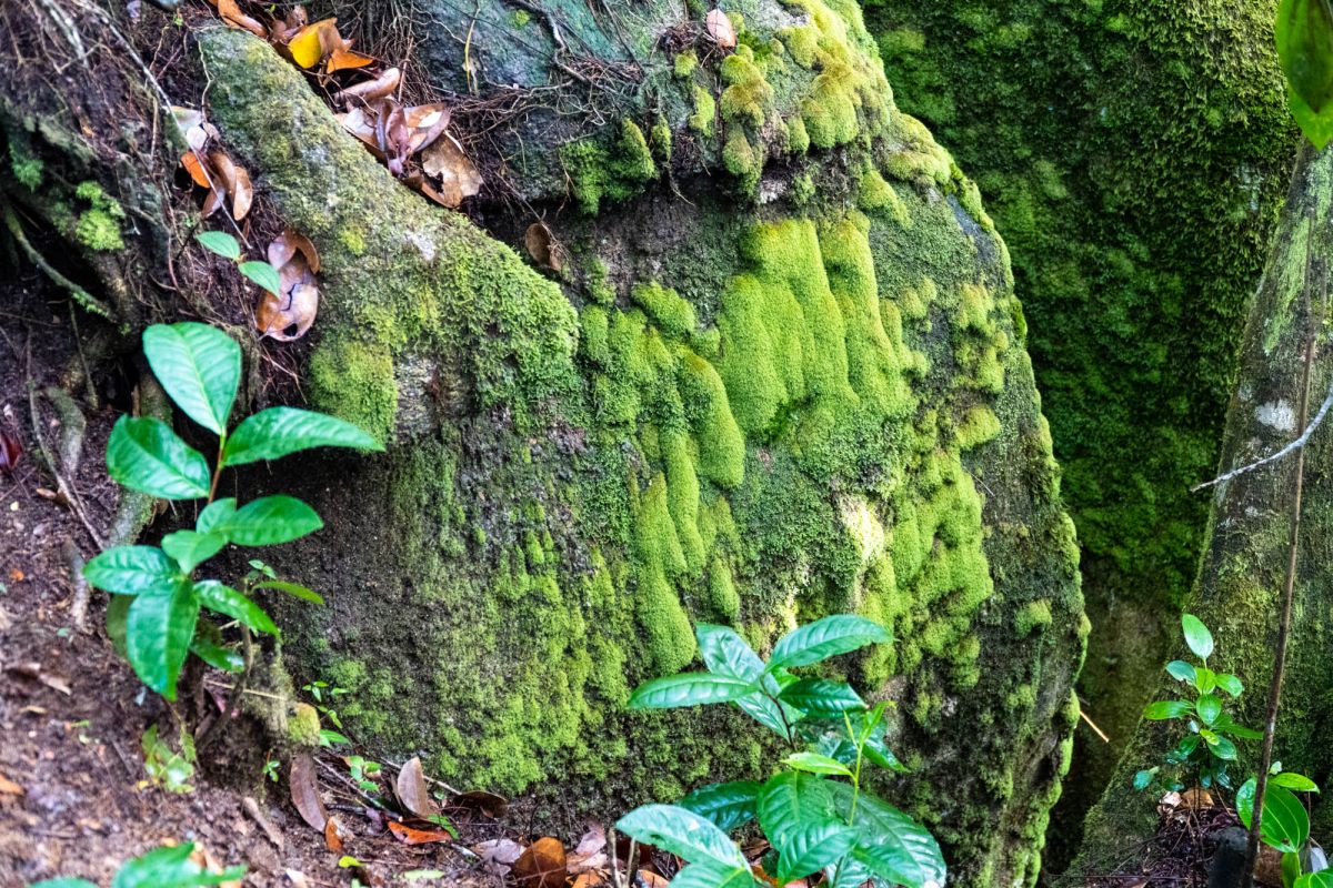 Национальный парк Морн Сейшелуа