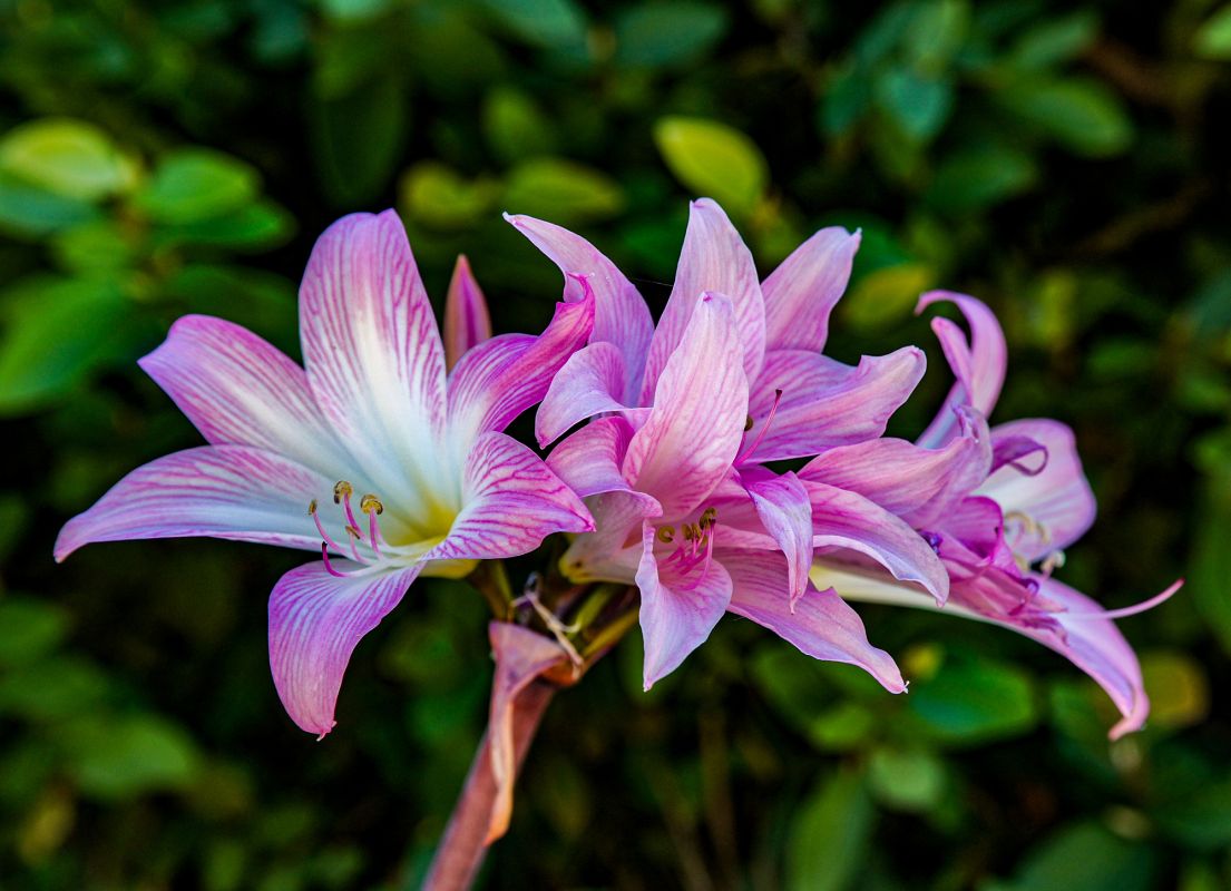 Вилла Сассетти