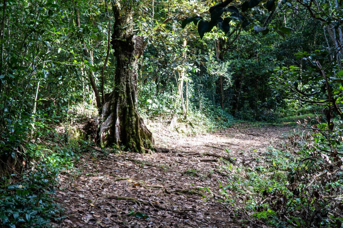 Салази Трейл