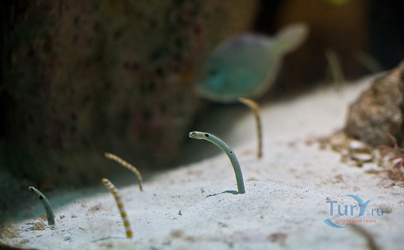 Морской дом