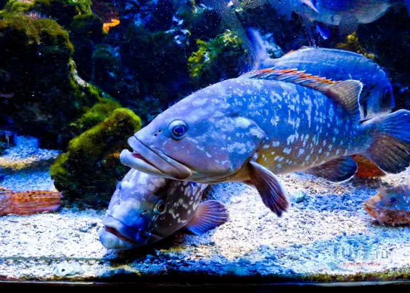 Океанографический музей Монако