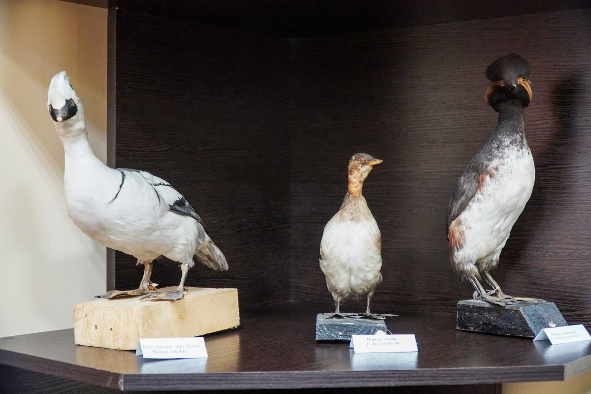 Житомирский музей природы