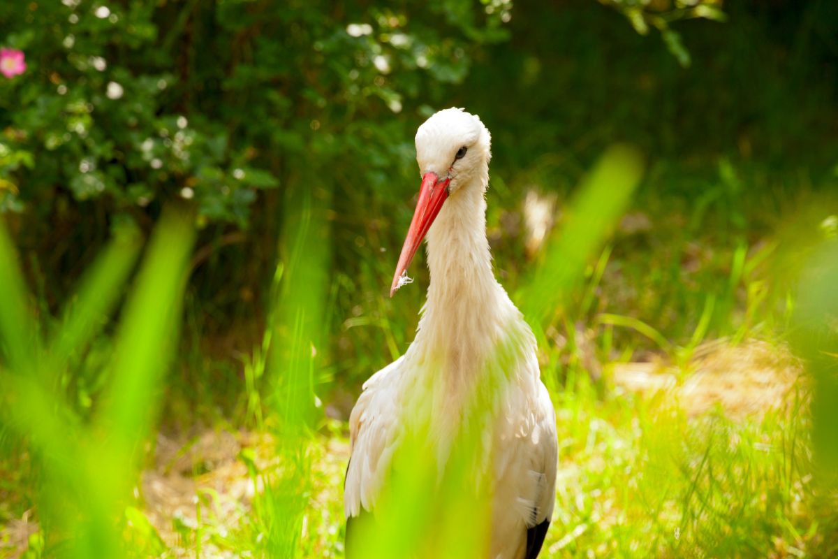 Новый Зоопарк в Познани